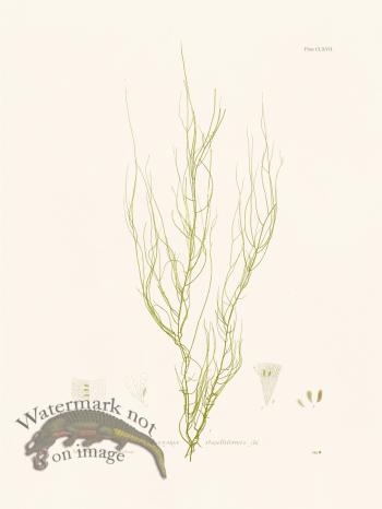 Bradbury Seaweed 167